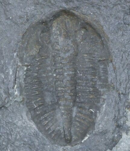 Ogyginus Trilobite - Wales, Great Britian #30792